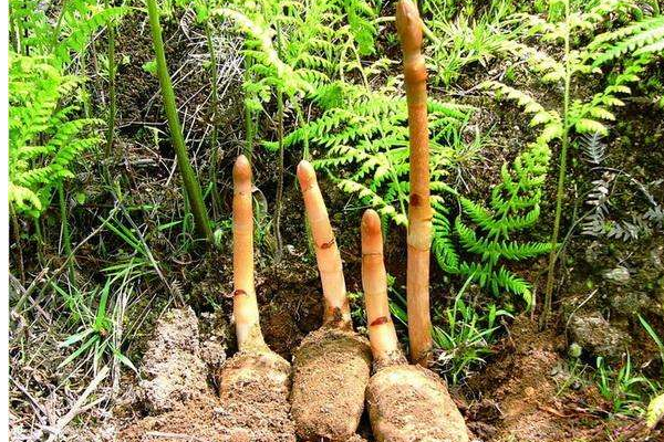 天麻長(zhǎng)什么樣子圖片