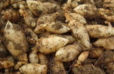 冬季吃天麻,用對(duì)這些吃法,冬補(bǔ)春打*!你知道&ldquo;赤箭&rdquo;天麻嗎?