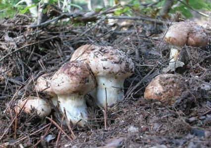 四川高原特產(chǎn)有哪些 丹巴縣革什扎鄉(xiāng)卓斯尼村林果種植專業(yè)合作社 野生天麻