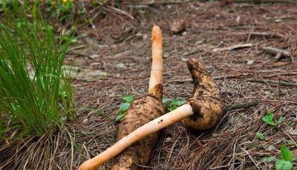 4月發(fā)文:以前野生的無人采摘,如今供不應(yīng)求,價格達(dá)到了60元一斤