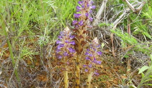 這植物,開(kāi)花不長(zhǎng)葉,神似天麻,價(jià)值比天麻大,遇見(jiàn)是你福氣 網(wǎng)易訂閱