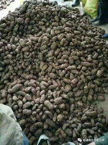 彝鄉寶藏 天麻之外，還有這些生態饋贈值得品味