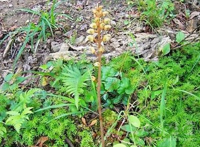 天麻的功效與作用詳解，野生天麻的禁忌及食用方法